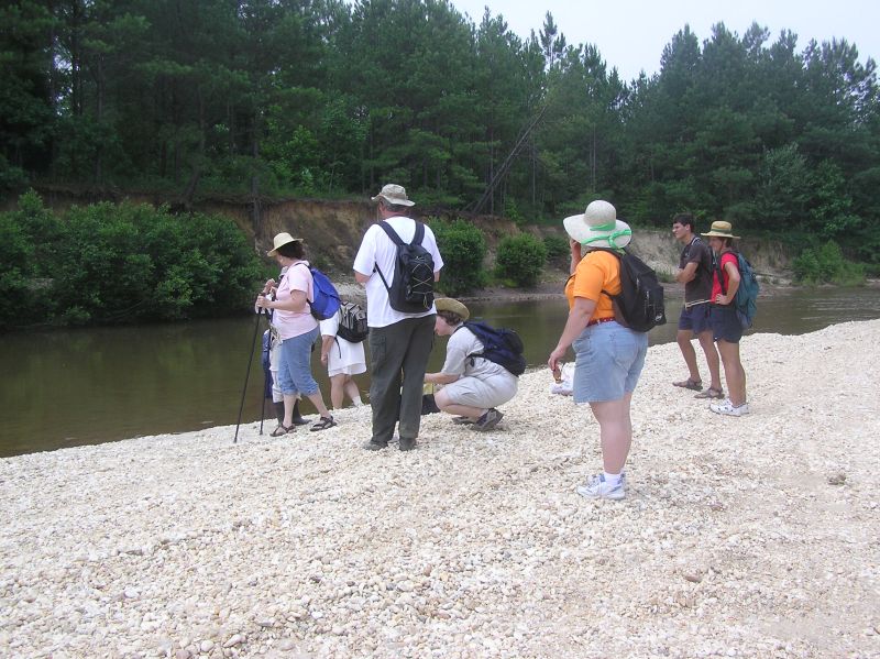 hunting fossil wood by creek