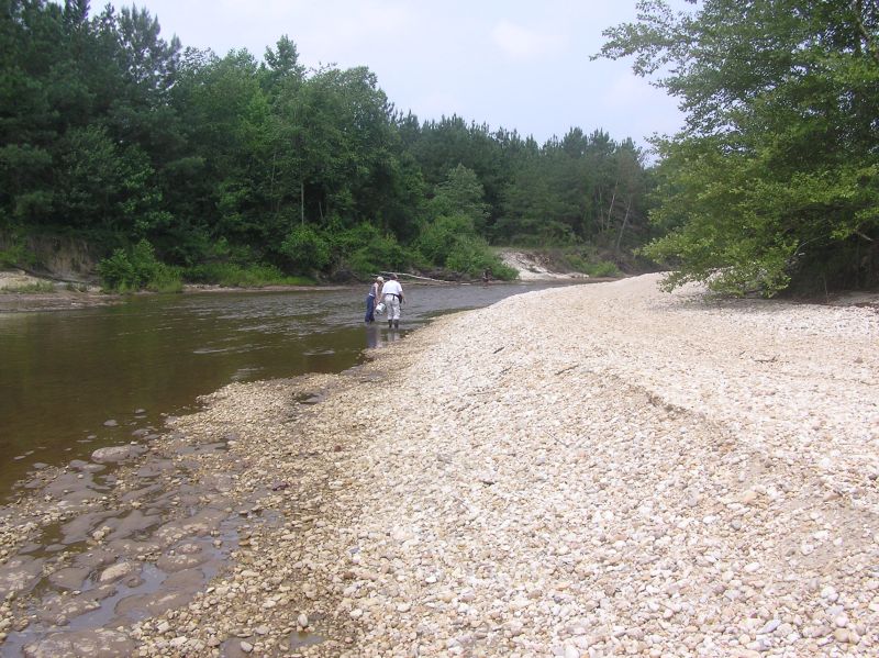 hunting fossil wood by creek
