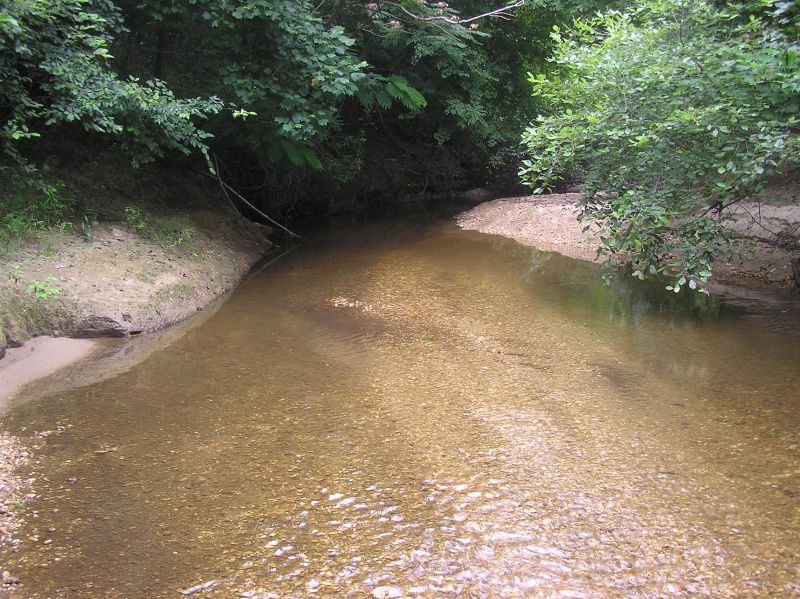 hunting fossil wood by creek