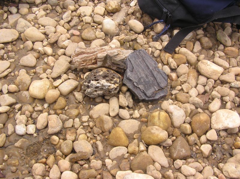 fossil wood