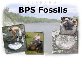 Tombigbee river, brooksella, ammonite, 4 wheeling in Lowndes county, jacketing a dinosaur skull.
